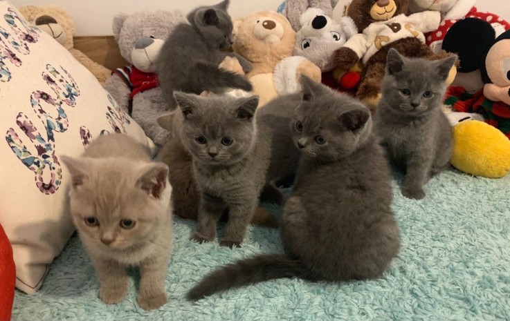 British Blue Shorthair  Kitten