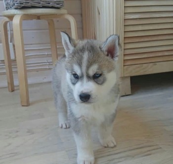 Gorgeous Siberian husky puppy for sale 