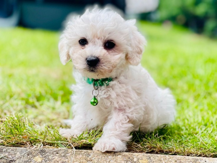 bichon frise puppies