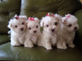 Nice and Healthy Maltese Puppies Avail