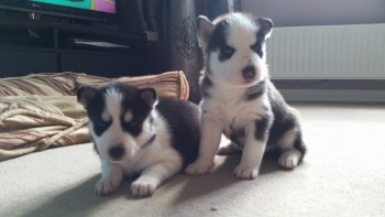 Pure Breed Siberian Husky Puppies.