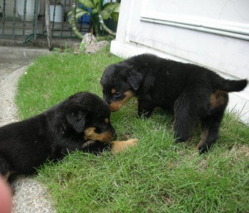 Well trained Rottweiler puppies 