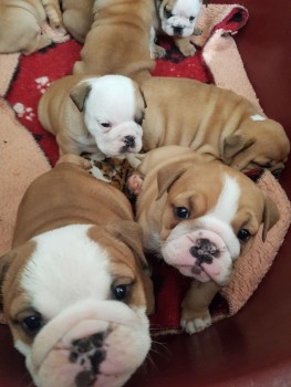 English Bulldog Puppies 