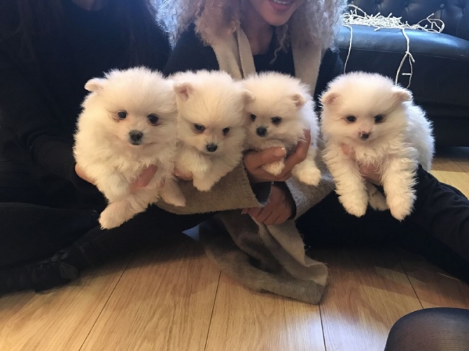 Pomeranian Puppies Ready