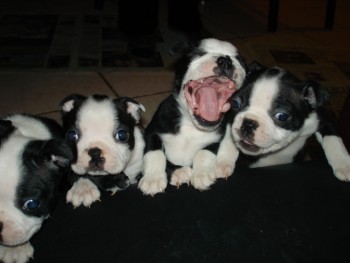 Beautiful Boston Terrier puppies