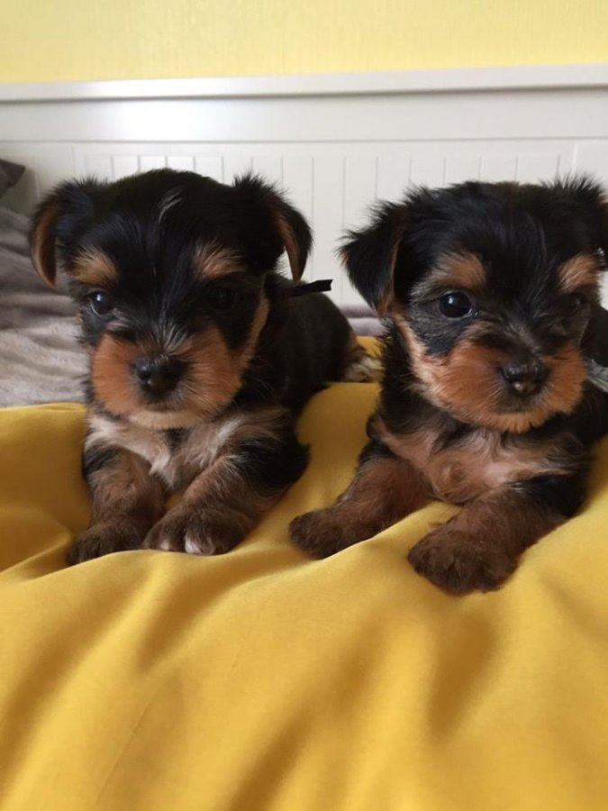 Healthy Yorkie Puppies For Re-homing