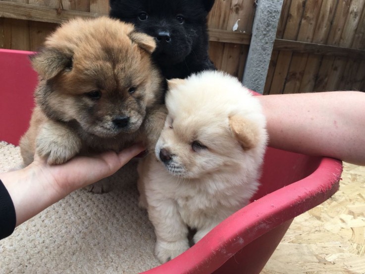 splendid Chow Chow puppies