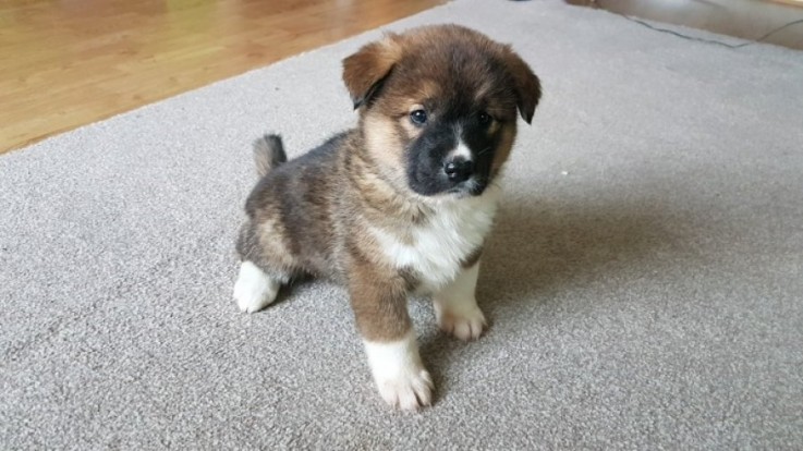 Adorable Akita Puppies for sale