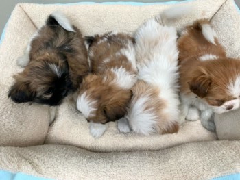 Lovely Shih Tzu puppies for sale