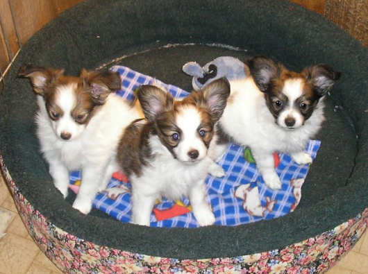 Super Special Papillon puppies for Sale.