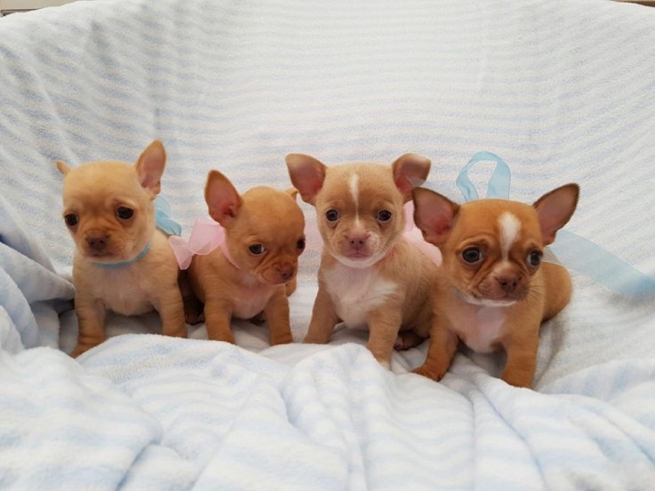 Cute Chihuahua Puppies for Sale