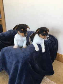 Adorable Jack Russel puppies For Sale