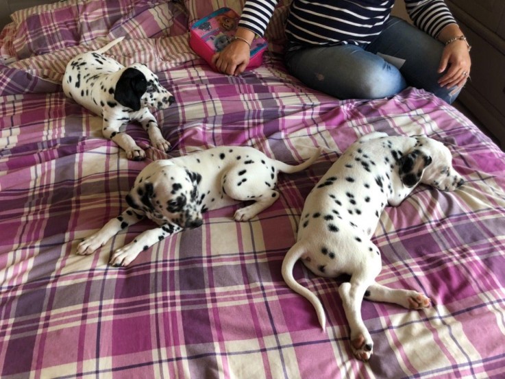 Healthy Dalmatian Puppies for Sale