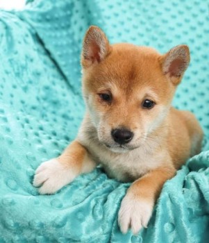 Adorable Young Cute Shiba Inu for Sale