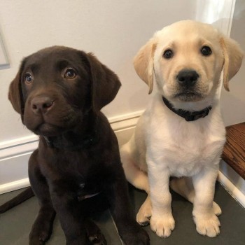 Cute Labrador Retriever Puppies Availabl