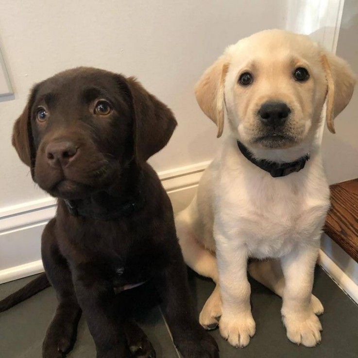 Cute Labrador Retriever Puppies Availabl