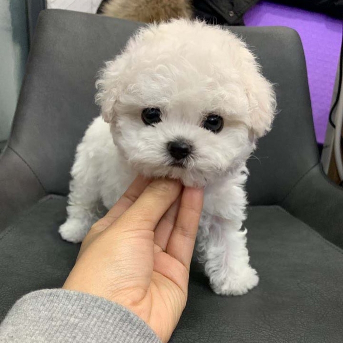 Bichon frise puppies ready