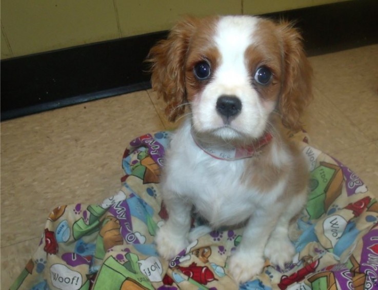 Beauriful Cavalier King Charles Puppies 