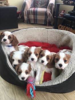 Beauriful Cavalier King Charles Puppies 