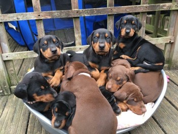 Doberman Pinschers Puppies For Sale