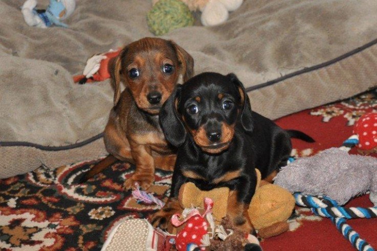 Gorgeous litter of Dachshund Puppies For