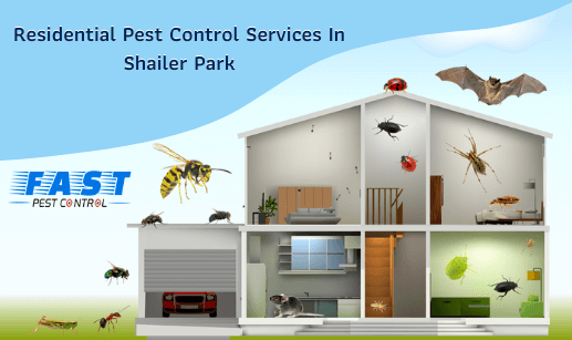 Pest Control Shailer Park