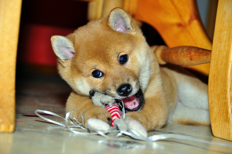 Adorable Young Cute Shiba Inu for Sale