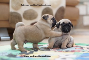 Young Pug Puppies Ready to Leave