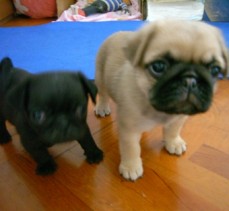 Beautiful teacup Pug Puppies cvcg