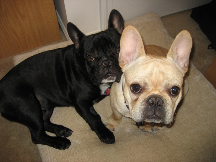 Purebred PCCI French Bulldog Puppies Ava