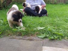 Beautiful teacup Akita Puppies cvcg