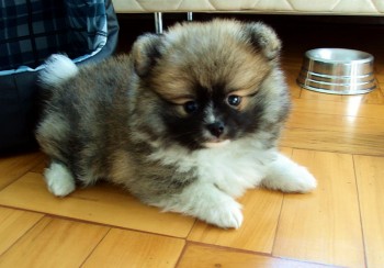 Pomeranian Puppies Ready For a New Home