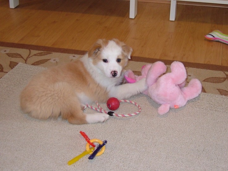 Charming Australian Shepherd puppies For