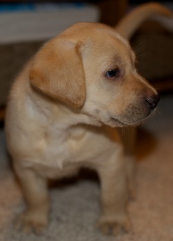 Male and Female Golden Retriever Puppies