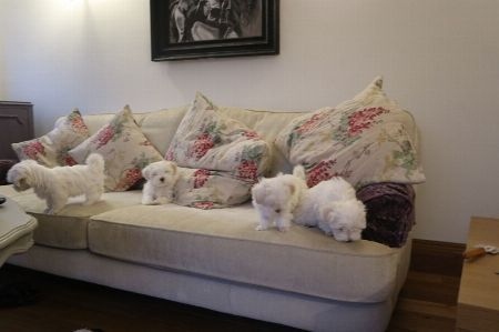 Nice and Healthy Maltese Puppies Availab