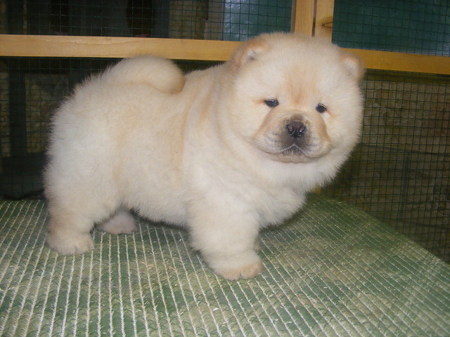 Champion Registered Chow Chow puppies