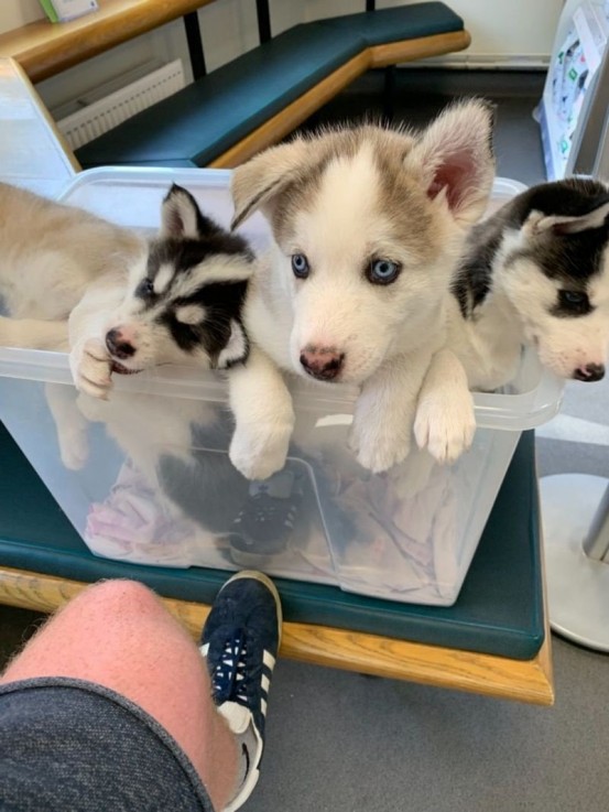 Stunning Siberian husky pups ready