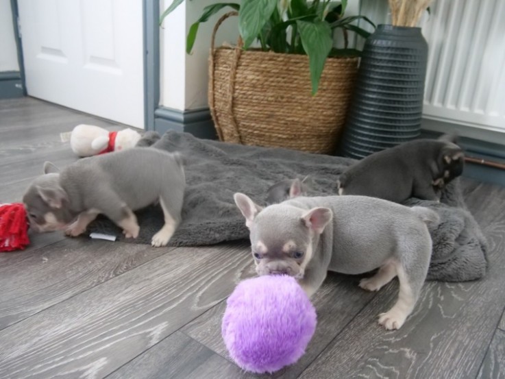 French Bulldogs  Puppies