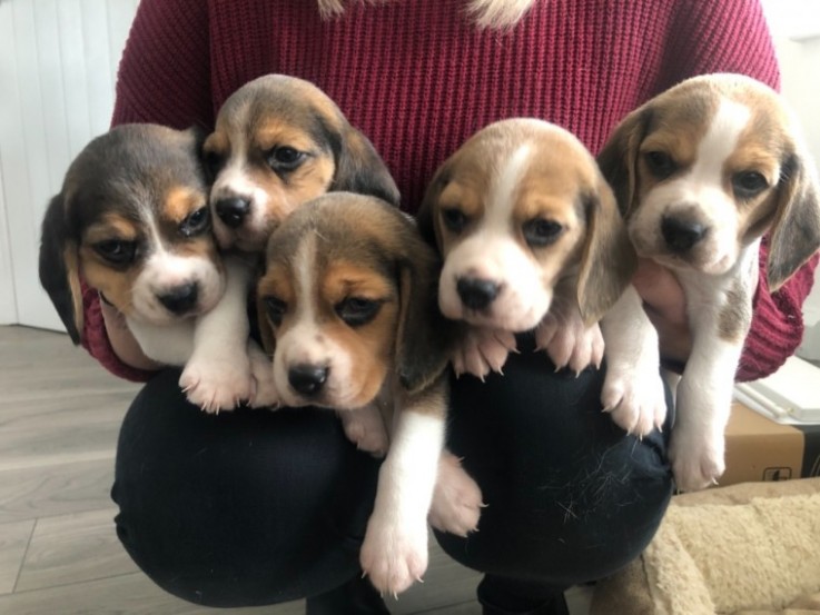  Beautiful Beagle Puppies