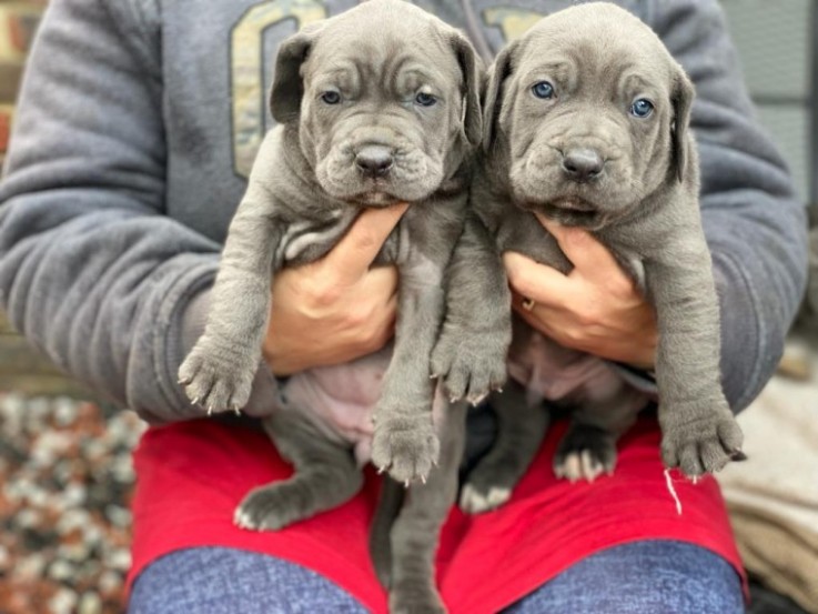 Cane Corso  Puppies