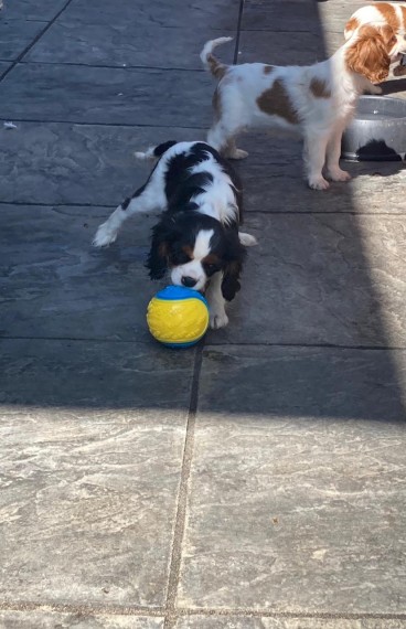 Cavalier King Charles Spaniel Puppies