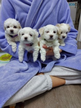 Awesome T-Cup Maltese Puppies Available 