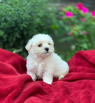 Awesome T-Cup Maltese Puppies Available 