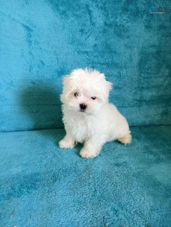 Awesome T-Cup Maltese Puppies Available 