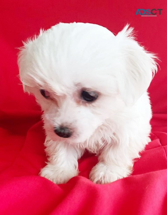 Awesome T-Cup Maltese Puppies Available 