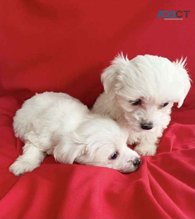 Awesome T-Cup Maltese Puppies Available 