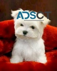 Awesome T-Cup Maltese Puppies Available 