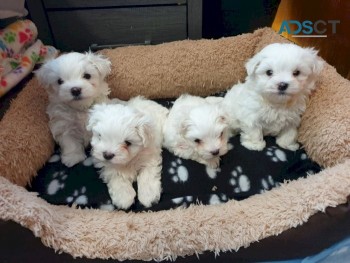 Awesome T-Cup Maltese Puppies Available 