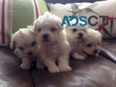 Awesome T-Cup Maltese Puppies Available 