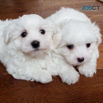 Awesome T-Cup Maltese Puppies Available